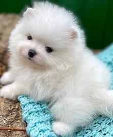 Cuccioli di spitz tedeschi