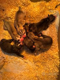 Siberian Husky hanno pedigree