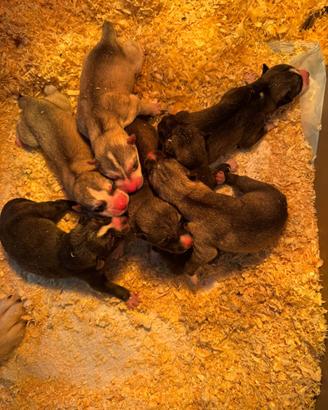 Siberian Husky hanno pedigree