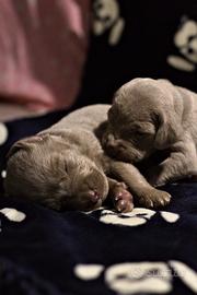Cuccioli di Weimaraner