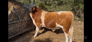 Toro pezzato rosso