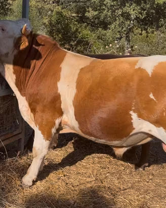 Toro pezzato rosso
