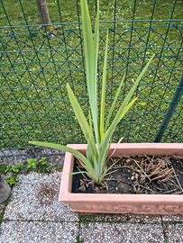 piante di iris fiore giallo 