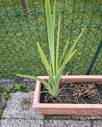 piante di iris fiore giallo 