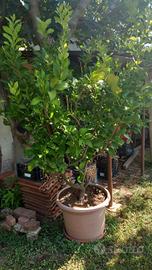 Pianta di limone