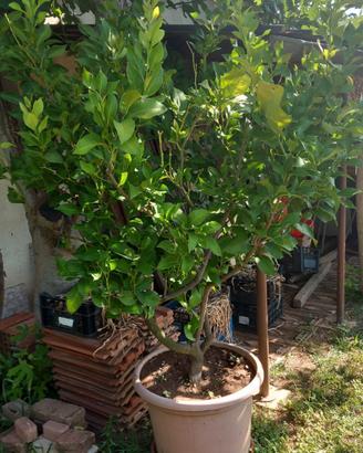 Pianta di limone