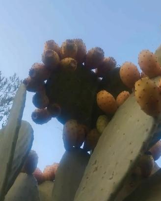 fichi d'india 