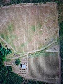 Terreno agricolo con vigna