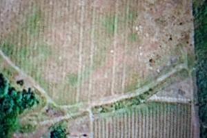 Terreno agricolo con vigna