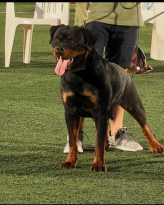 Rottweiler alta genealogia