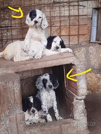 Setter Inglese