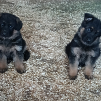 Pastore tedesco cucciola