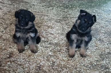 Pastore tedesco cucciole