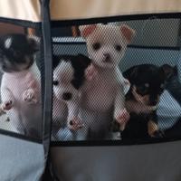 Cuccioli chihuahua
