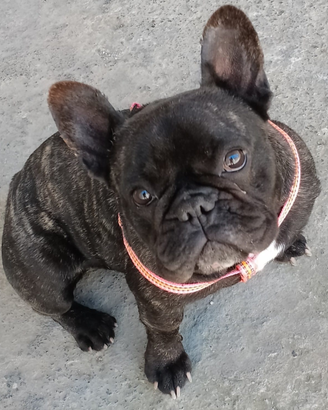 Buldog francese