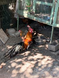 Polli ornamentali Phoenix