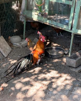 Polli ornamentali Phoenix