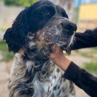 Dalila setter 7 anni, 15 kg