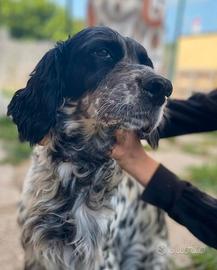 Dalila setter 7 anni, 15 kg