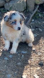 Cuccioli australian shepherd con certificato