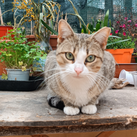 Gattini sterilizzati