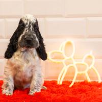 Vendita di cucciolo di cocker spaniel inglese