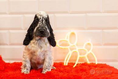 Vendita di cucciolo di cocker spaniel inglese