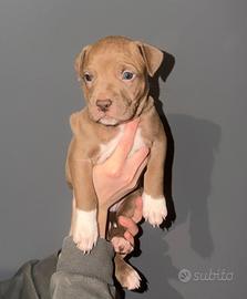 Cuccioli di pitbull