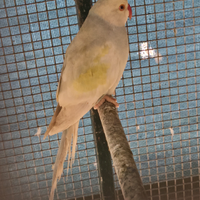 Coppia parrocchetto