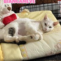 Biancaneve gatta biancogrigia di 1 anno