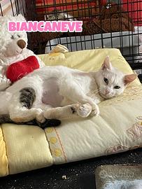 Biancaneve gatta biancogrigia di 1 anno