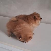 Cuccioli di spitz pomerania taglia mini toy