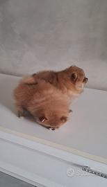 Cuccioli di spitz pomerania taglia mini toy