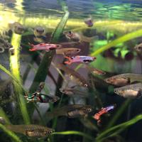 Endler (Poecilia Wingei)