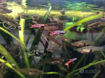 Endler (Poecilia Wingei)