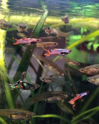 Endler (Poecilia Wingei)