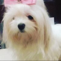 Cucciola Maltese