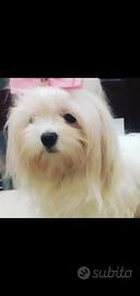 Cucciola Maltese
