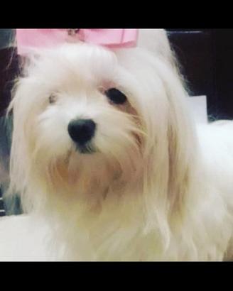 Cucciola Maltese
