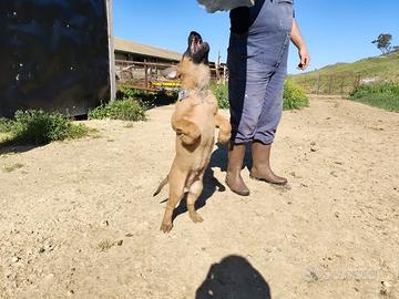 Pastore Belga Malinois