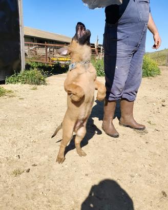 Pastore Belga Malinois
