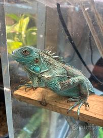 Iguana blu, verde, red e orange