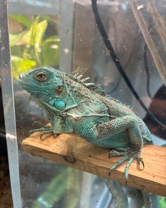 Iguana blu, verde, red e orange