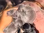 Immagine 2