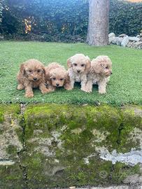 Maltipoo cuccioli