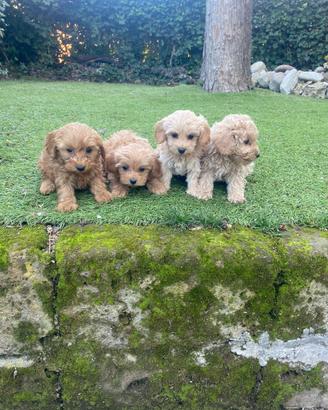 Maltipoo cuccioli