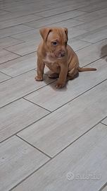 Cucciola di pitbull occhi verdi