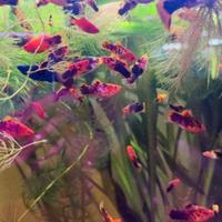 Platy guppy ancistrus pesci acquario