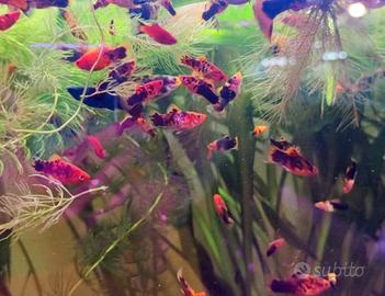 Platy guppy ancistrus pesci acquario