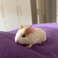 Cavie / porcellini d'india